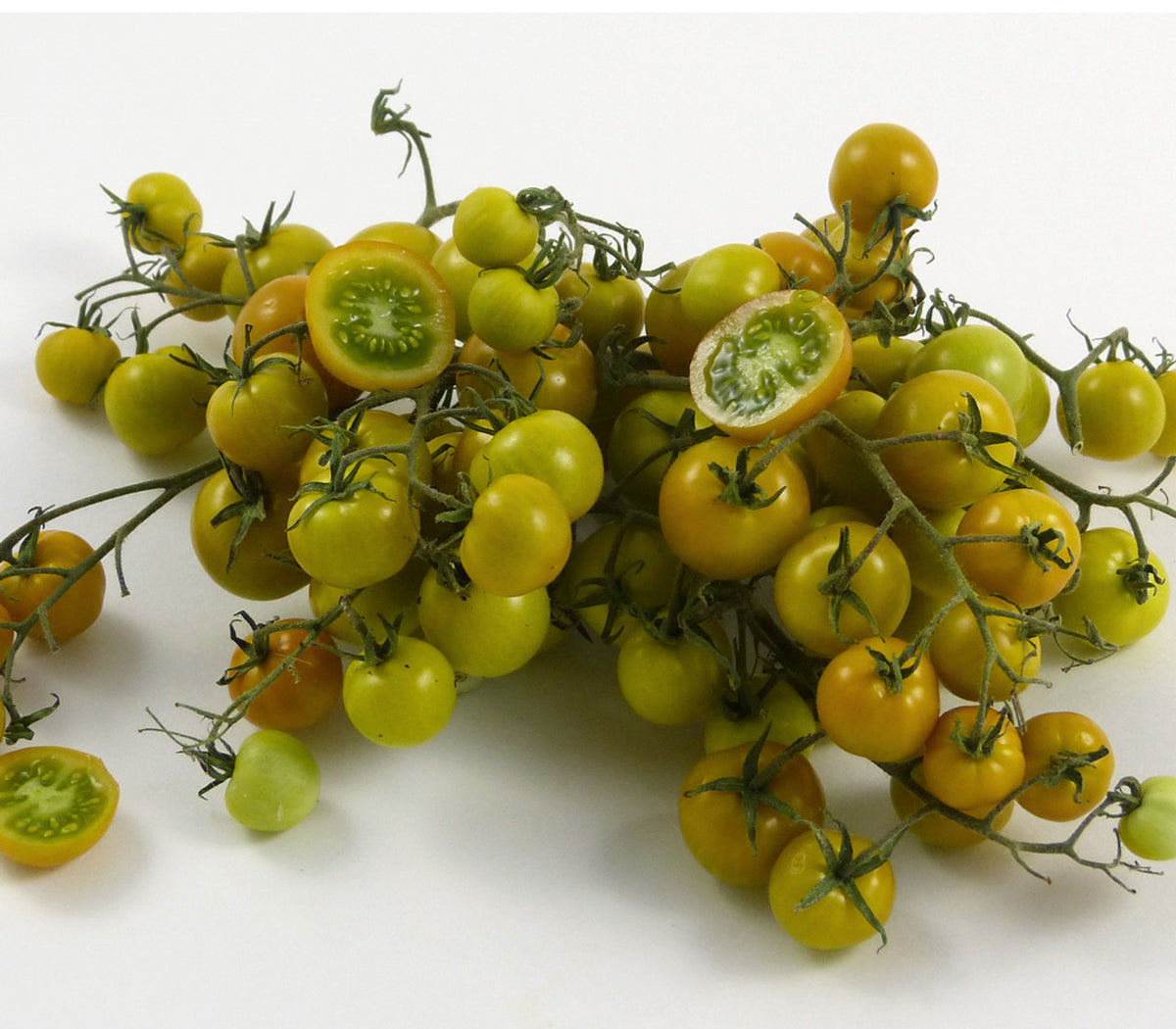 TOMATO Gobstopper