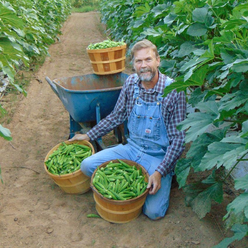 OKRA HEAVY HITTER