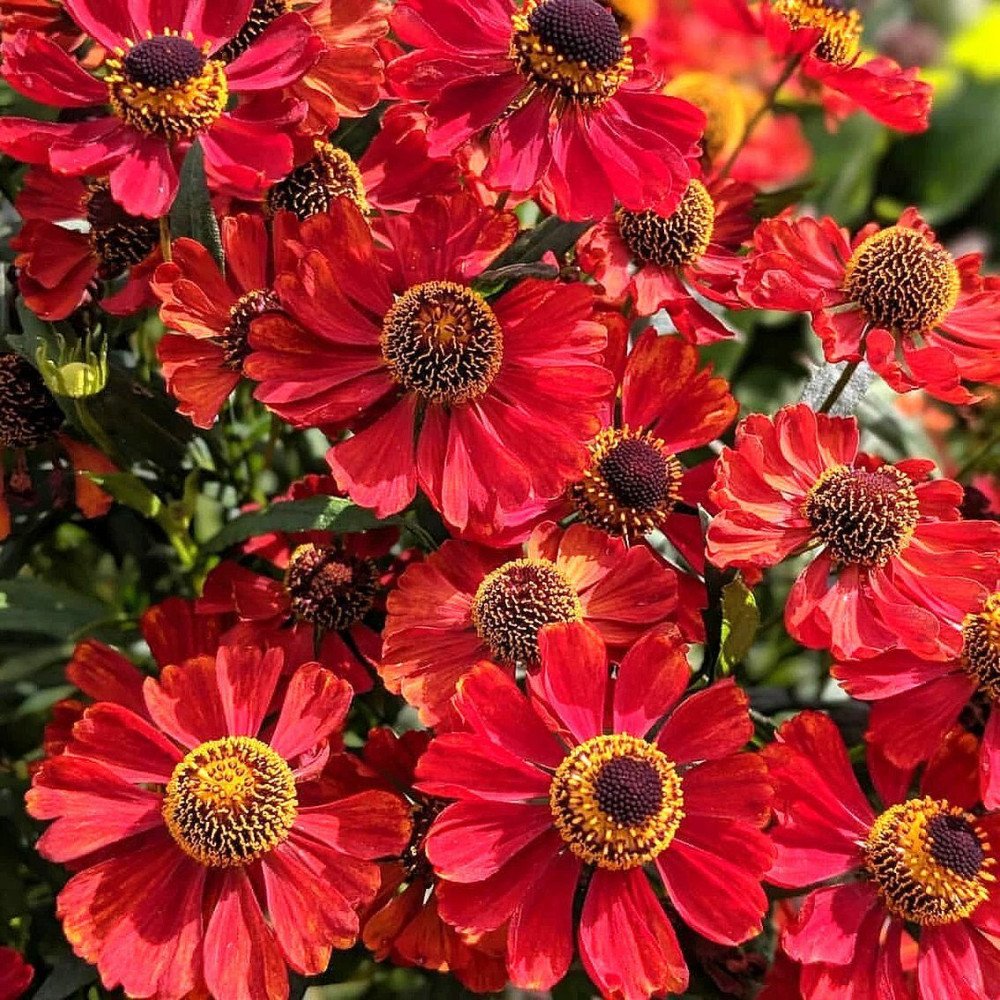 Helenium Helena Red Shades