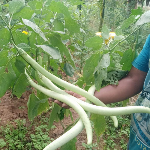 EGGPLANT ILLIKOMBAN