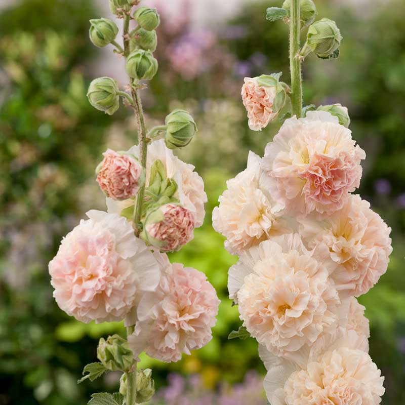 CHATER'S SALMON QUEEN HOLLYHOCK,