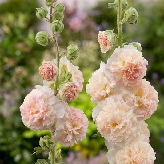CHATER'S SALMON QUEEN HOLLYHOCK,
