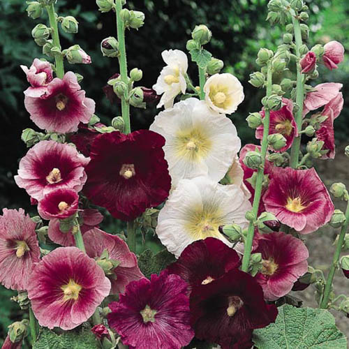 INDIAN SPRING MIX HOLLYHOCK