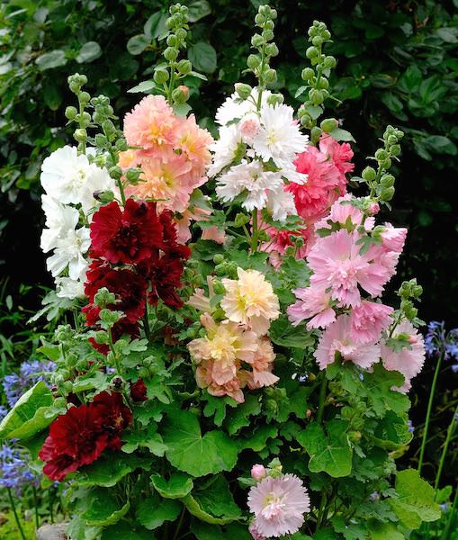 SPRING CELEBRITIES MIX HOLLYHOCK