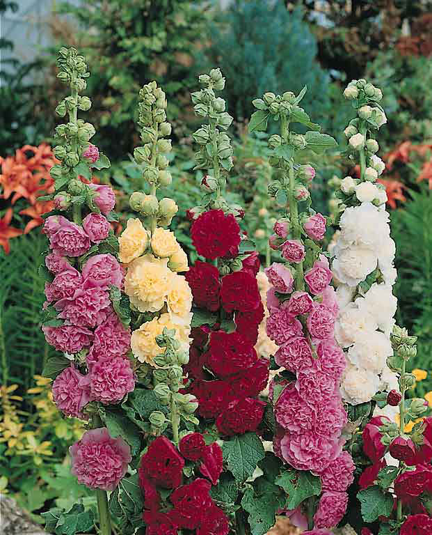 SUMMER CARNIVAL HOLLYHOCK