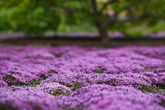 Creeping Thyme CREEPING HYME