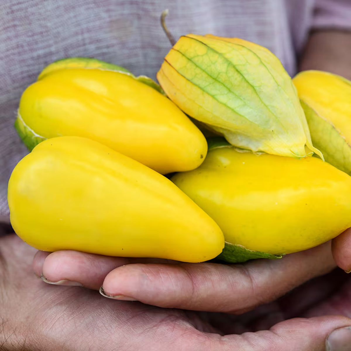 tomatillo chupon de malinalco