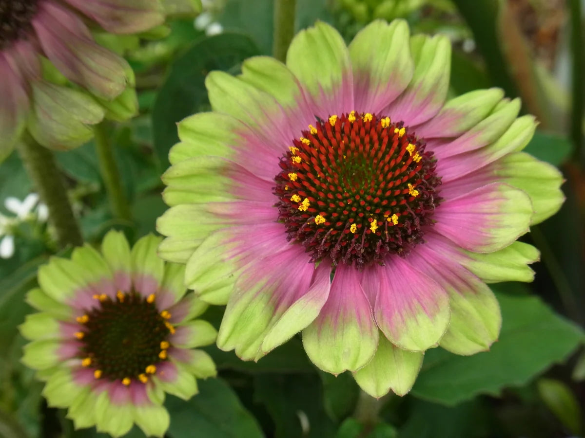 Echinacea purpurea ' Prairie Series 'Prairie Blaze Vintage Lime' Coneflower