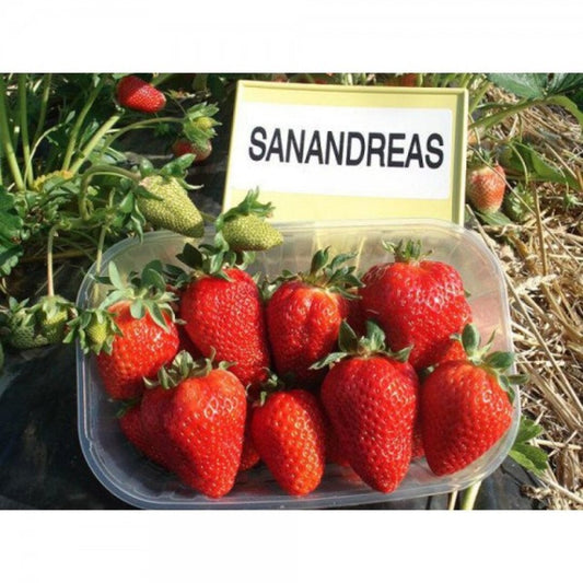 Strawberry : SanAndreas