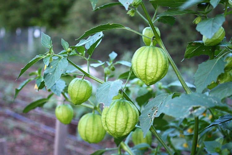 tomatillo RIO GRANDE VERDE
