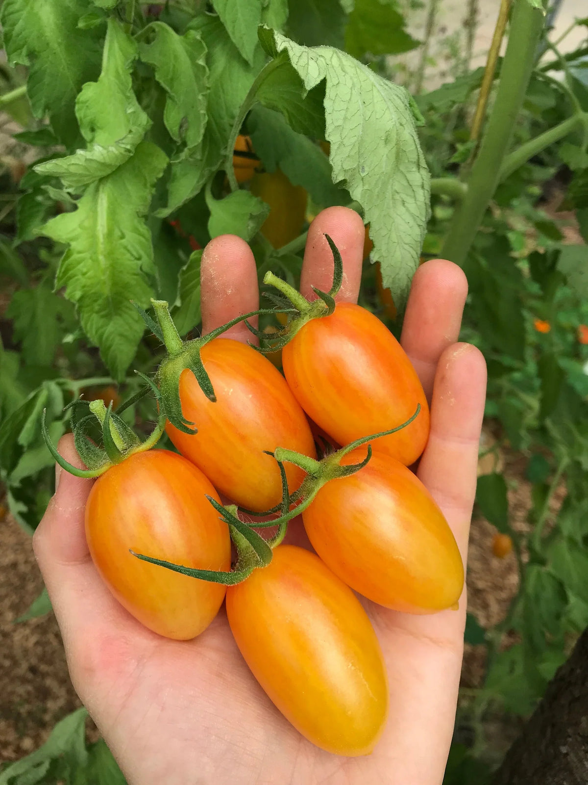 TOMATO BLUSH TIger