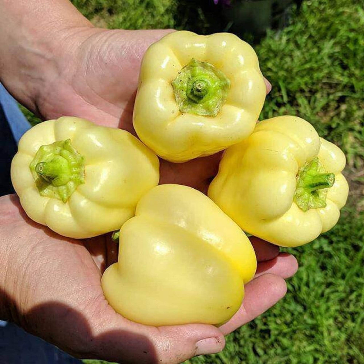 PEPPER ALBINO BULLNOSE