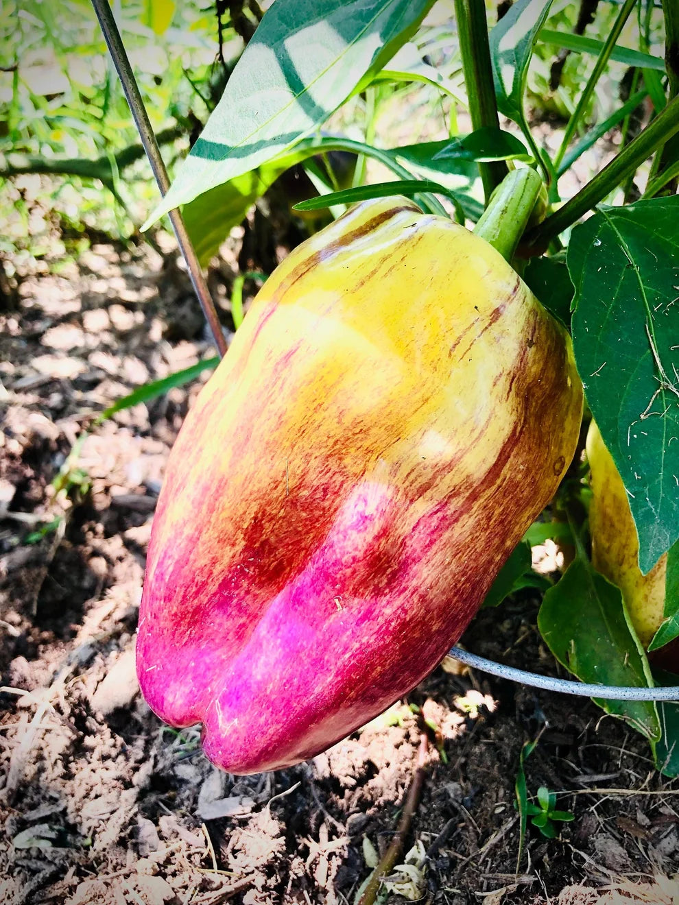 PEPPER BLOT
