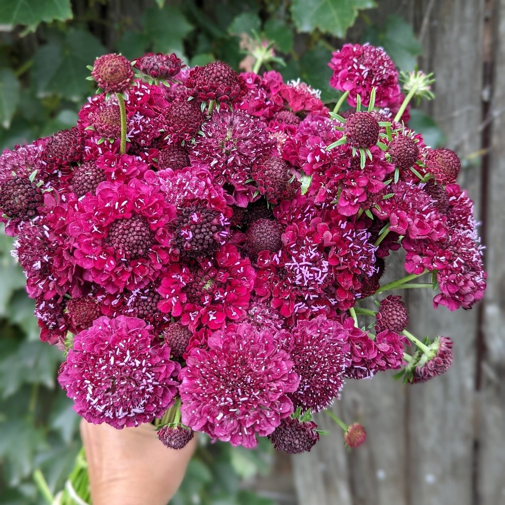 Scabiosa MERLOT RED