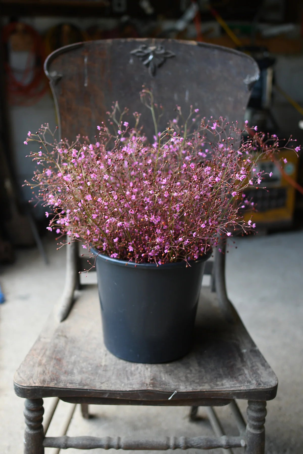 Talinum paniculatum 'Verdé Jewels of Opar