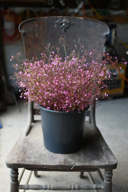 Talinum paniculatum 'Verdé Jewels of Opar