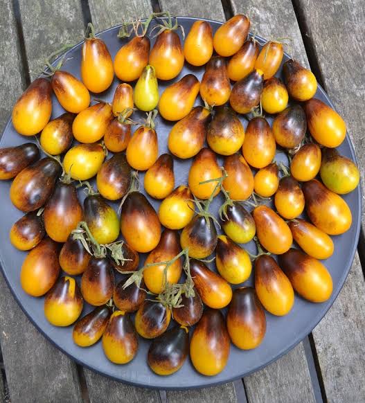 TOMATO Indigo Pear Drops