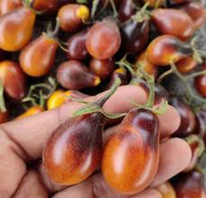 SPECIALTY SMALL FRUITED INDIGO KUMQUAT F.1
