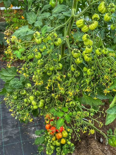 Ballen Multi-Flora