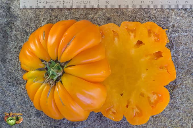Beauty Lottringa Orange