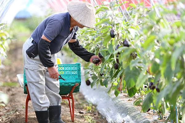 Eggplant Nagaoka Kinchaku