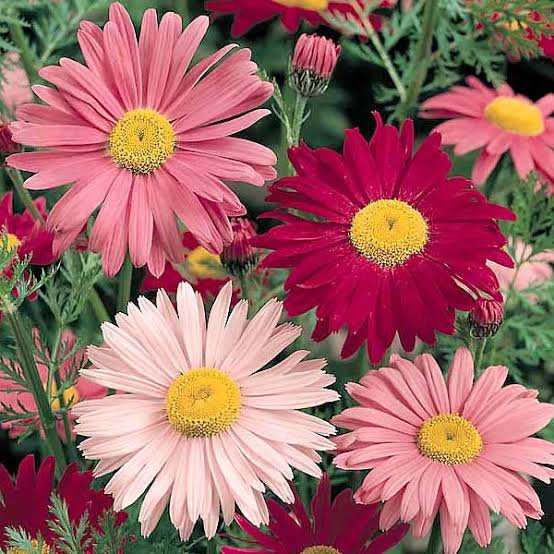 Chrysanthemum coccineum 'Robinson's Giant Flowered' Mixed Pyrethrum Daisy
