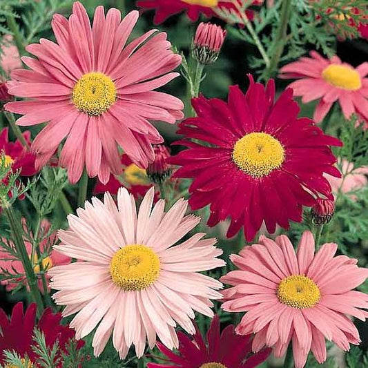 Chrysanthemum coccineum 'Robinson's Giant Flowered' Mixed Pyrethrum Daisy