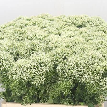 Lake michigan white white throatwort