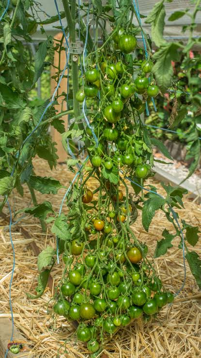 TOMATO EVIL OLIVE