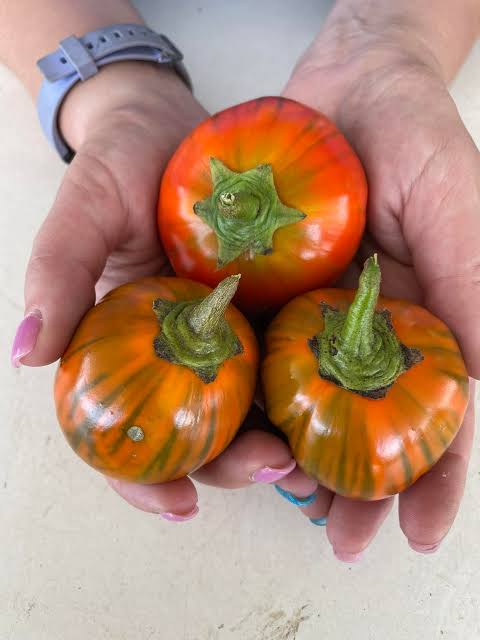 Turkish orange eggplant