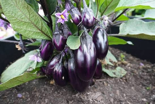 Hybrid Mini Eggplant PATIO BABY F1