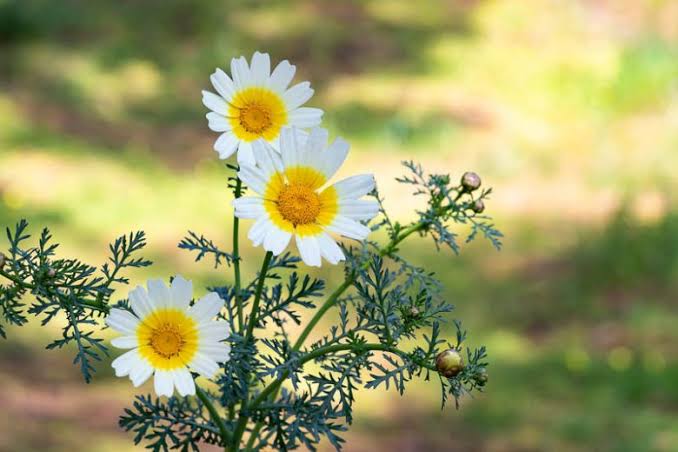 Chrysanthemum coronarium. Double-flowered Mixea Garland Chysanthemum, Crown- Daisy