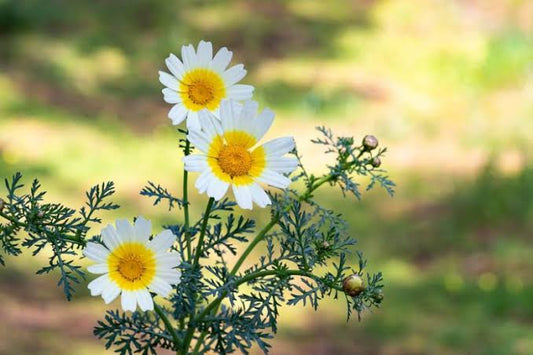 Chrysanthemum coronarium. Double-flowered Mixea Garland Chysanthemum, Crown- Daisy