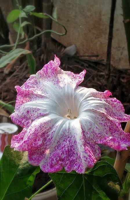 MORNING GLORY KANOKO RED SPECKLED