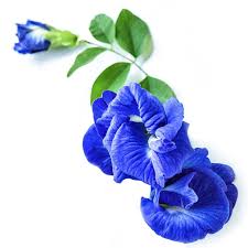 BUTTERFLY PEA BLUE QUEEN