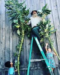 KALE WALKING STICK