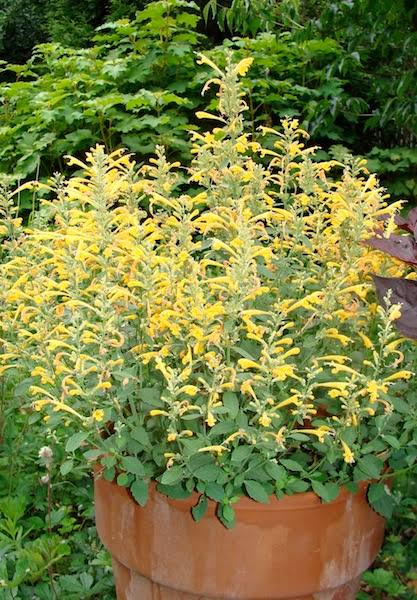 AGASTACHE SUNSET YELLOW