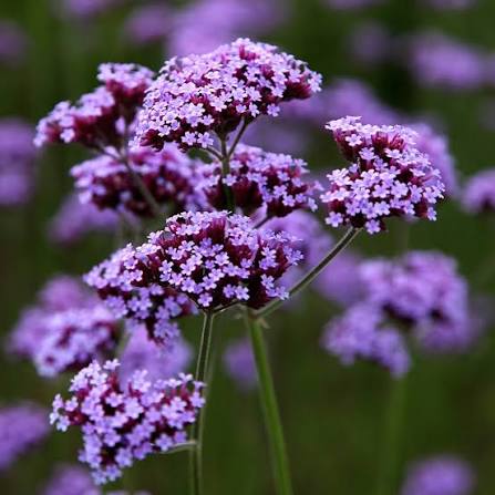 VARDENA Verbena bonariensis