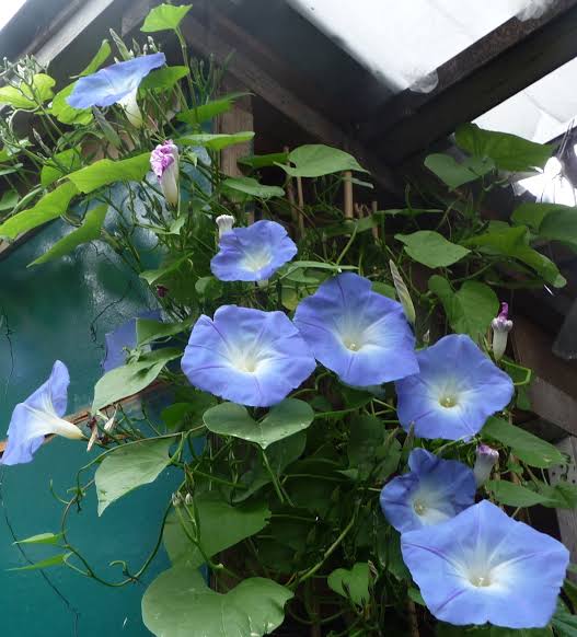 Ipomoea tricolon 'Heavenly Blue' Morning Glory.