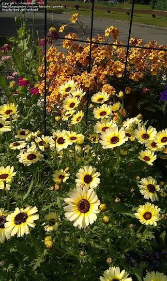 Chrysanthemum segetum 'Eastern Star Corn Marigold