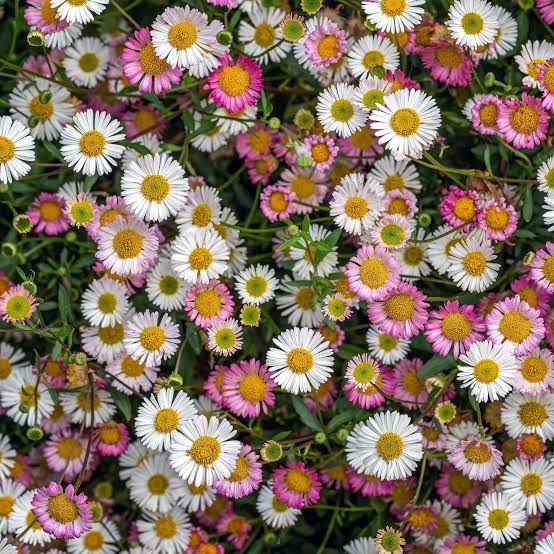 Erigeron karvinskianus Mexican Fleabane