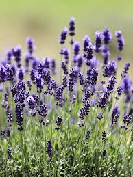 Lavender lady