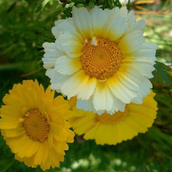 Chrysanthemum coronarium. Double-flowered Mixea Garland Chysanthemum, Crown- Daisy