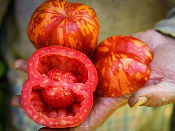TOMATO GET STUFFED