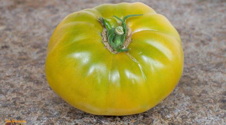 TOMATO GRANDMA OLIVER'S GREEN