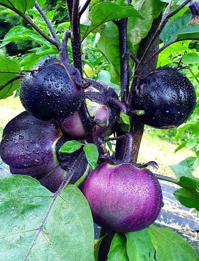 Eggplant Nagaoka Kinchaku
