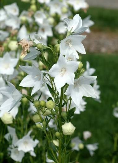 BALLOON FLOWER FUJI WHITE