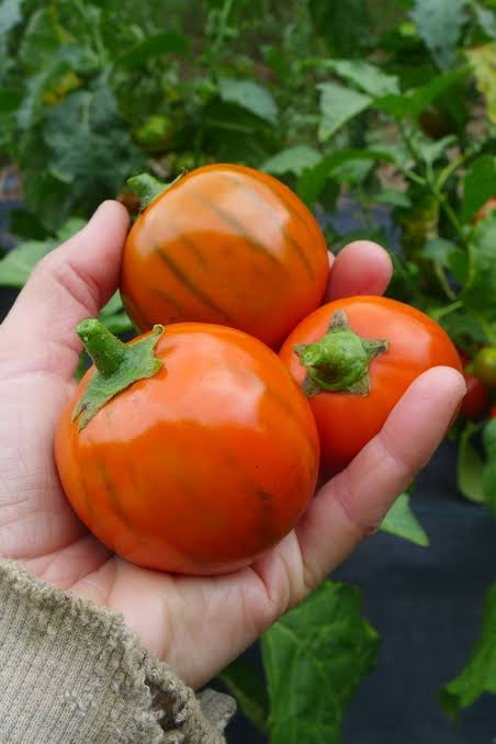 Turkish orange eggplant