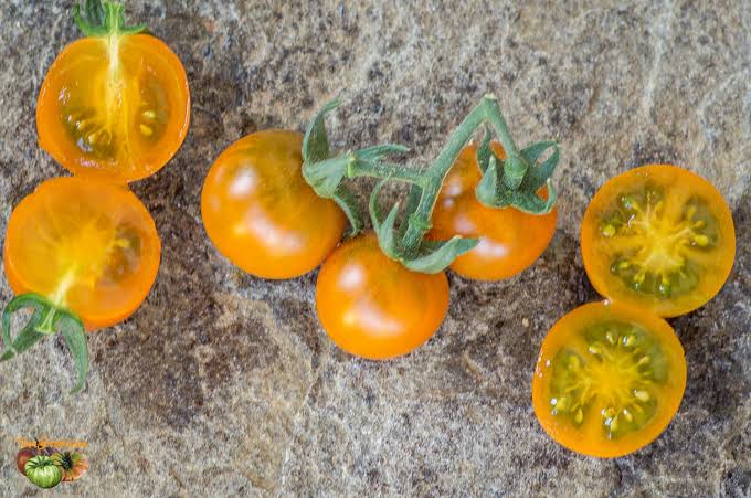 TOMATO Dark Orange Muscat