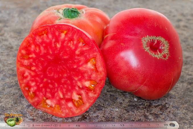 Trip L Crop TOMATO
